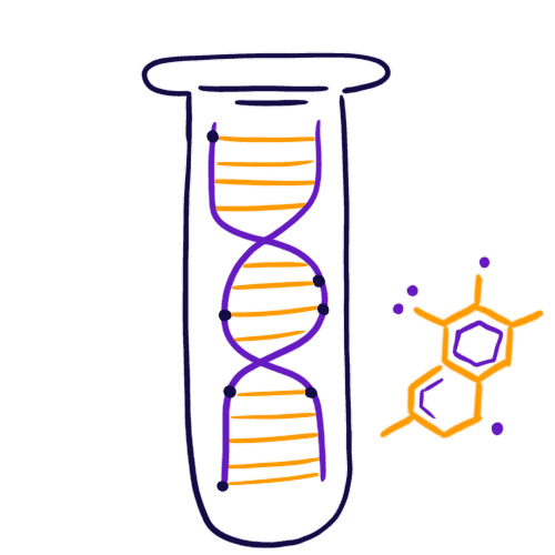 DNA